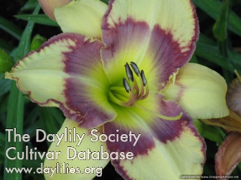 Daylily For Your Love